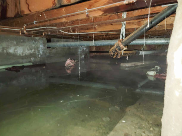 Best Carpet water damage restoration  in August, CA